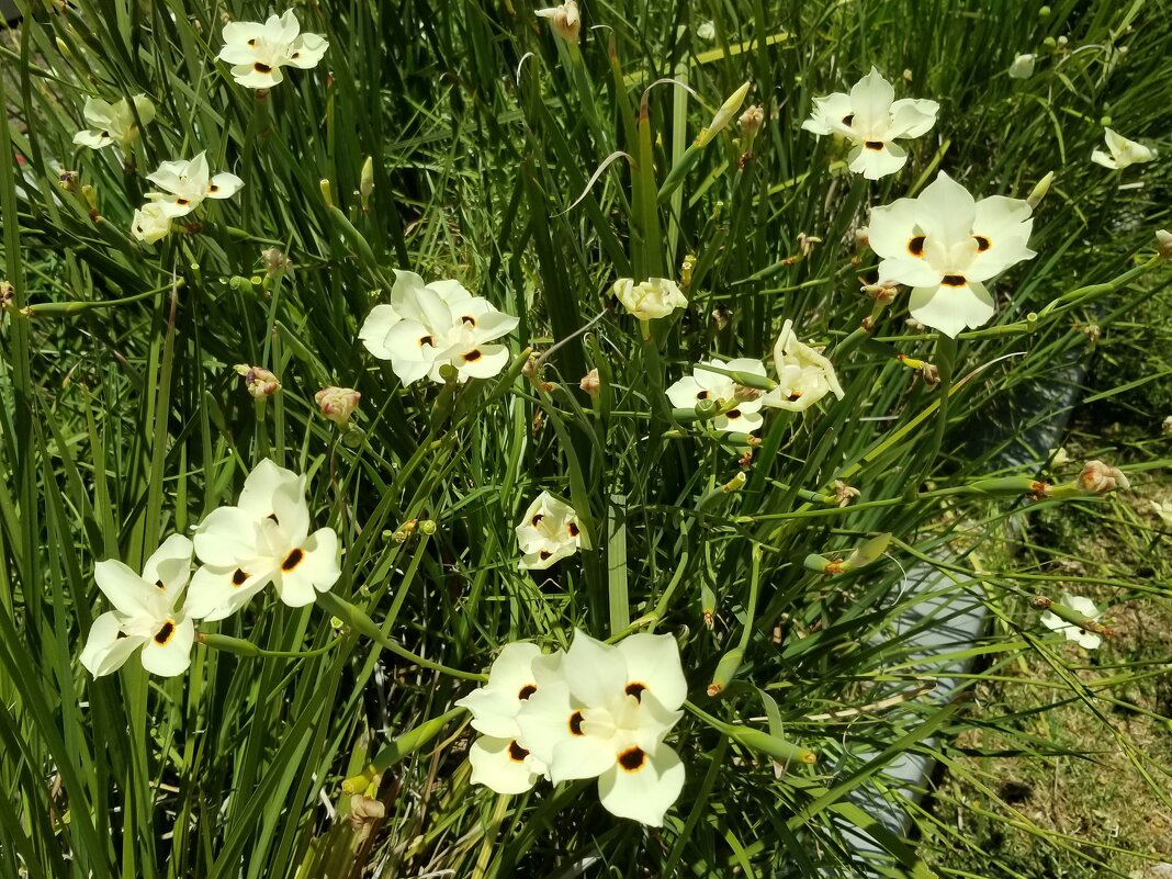 Диетес двуцветный - Светлана Хращевская