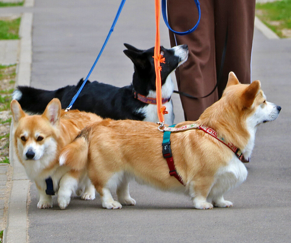 Семейство корги у ног хозяйки - Светлана Семейство корги у ног хозяйки - Светлана