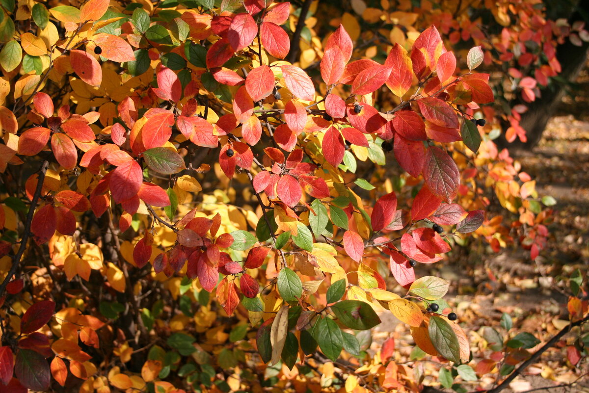 Солнечно - Елена 