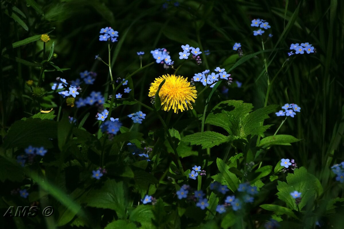 Радуют - kolyeretka Радуют - kolyeretka