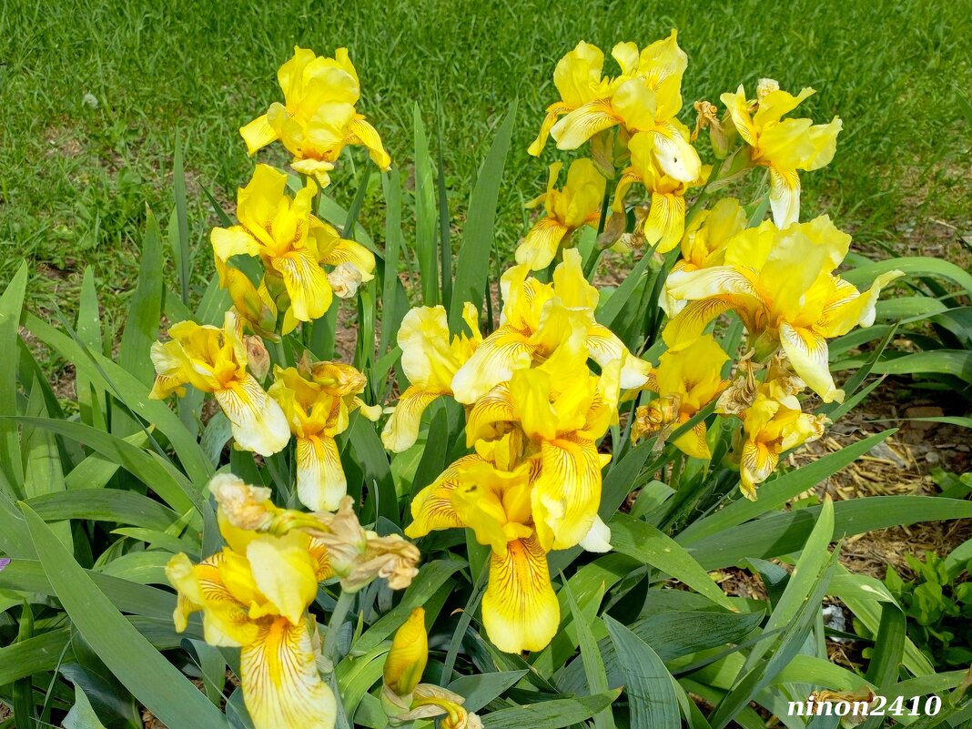 Ирисы - Нина Бутко