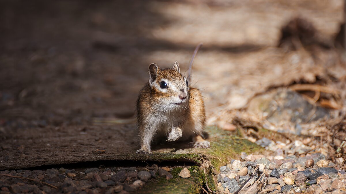 Хвостатый хомячок. - Вадим Басов Хвостатый хомячок. - Вадим Басов