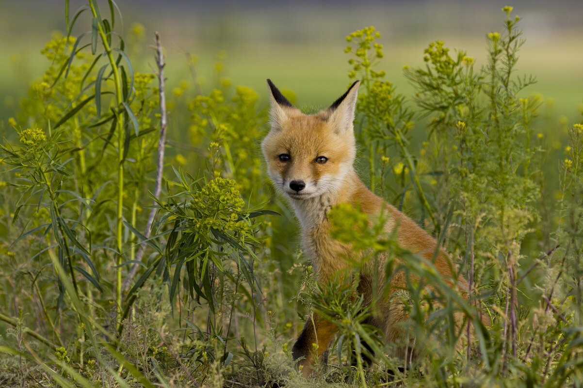 *** - Валерий Черняк *** - Валерий Черняк