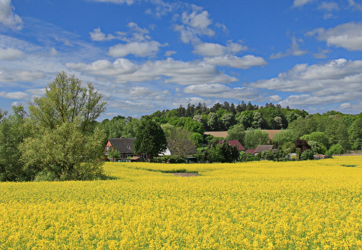 Майский пейзаж - Андрей K.