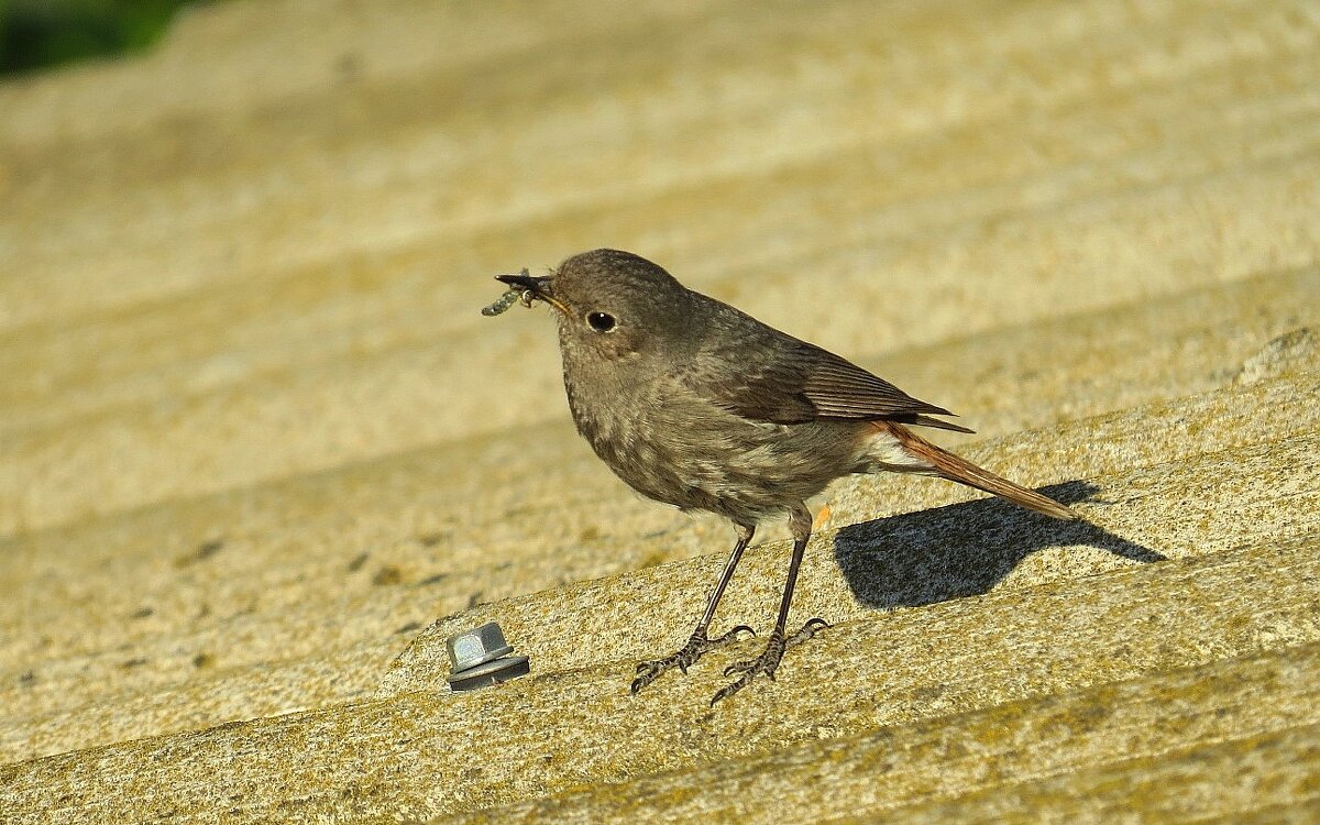 С добычей - Natali 