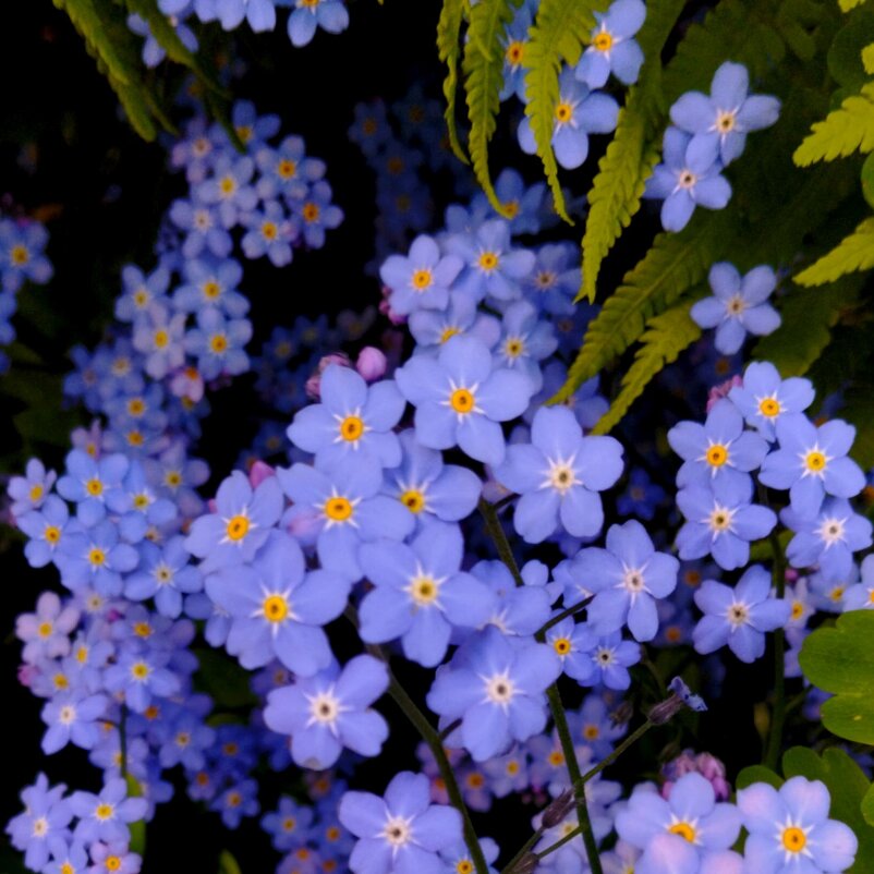 Незабудки. Такие скромные и такие красивые. - Галина Бобкина