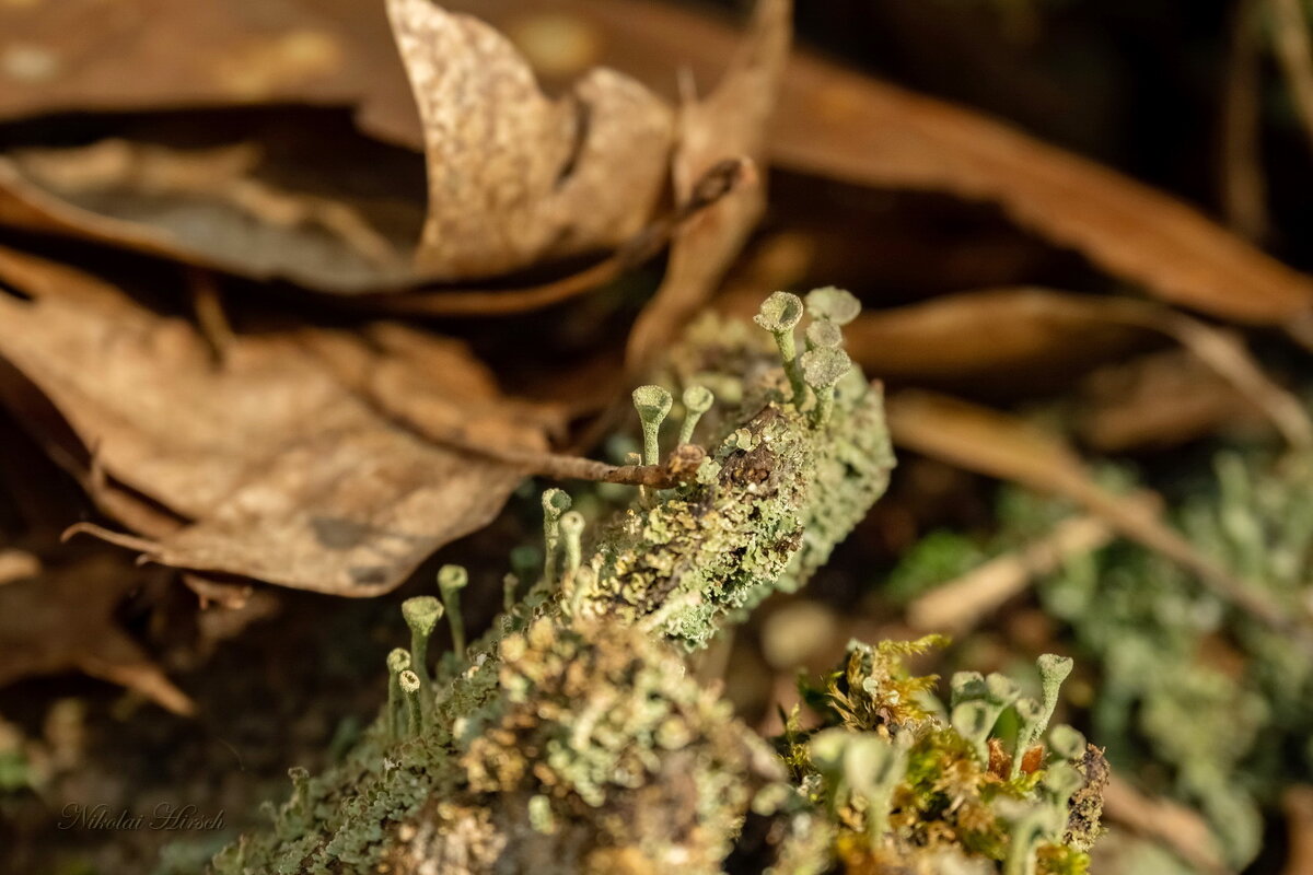 Эта самая кладония... - Николай Гирш Эта самая кладония... - Николай Гирш