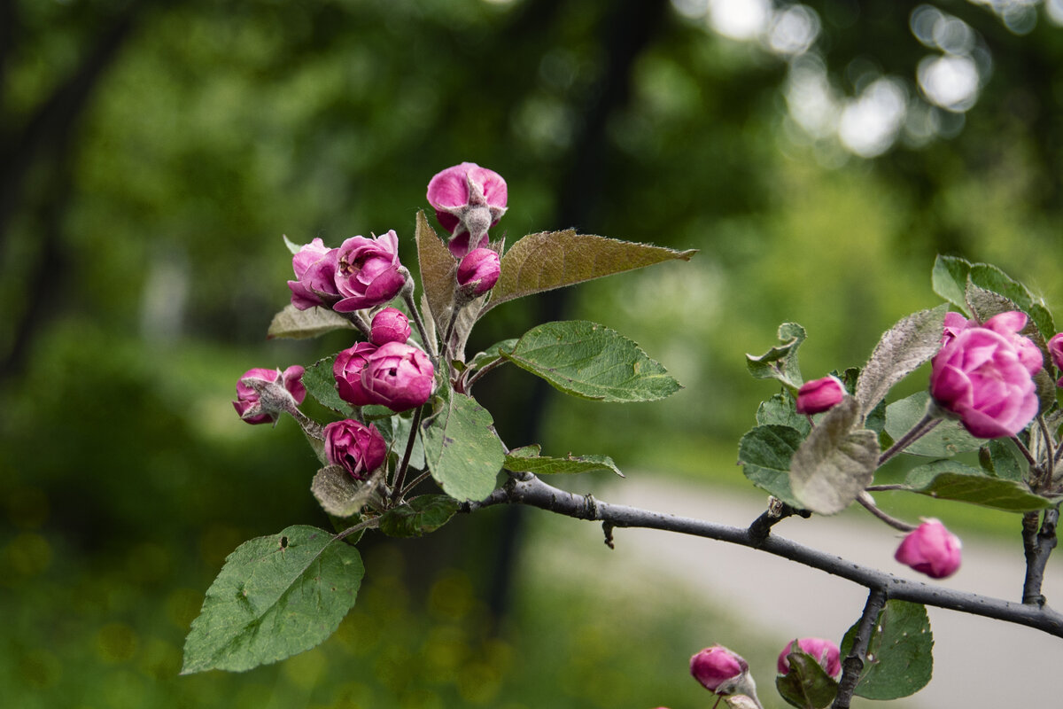 Декоративная яблоня Бренди мэджик - Сергей Фомичев