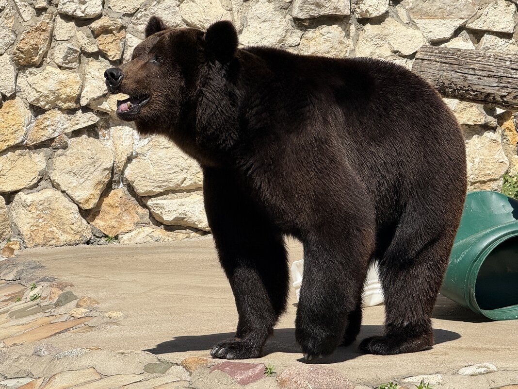 Бурый медведь Гром из Московского зоопарка - <<< Наташа >>>