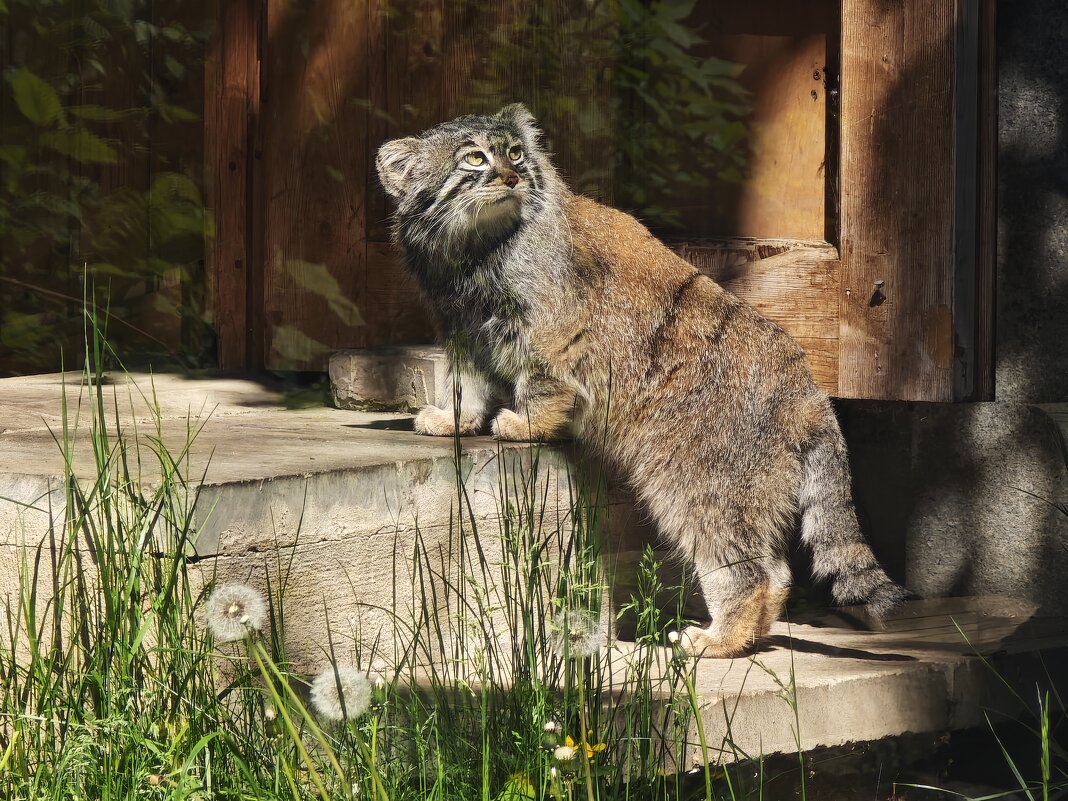 Манул Тимоша из Московского зоопарка - <<< Наташа >>>