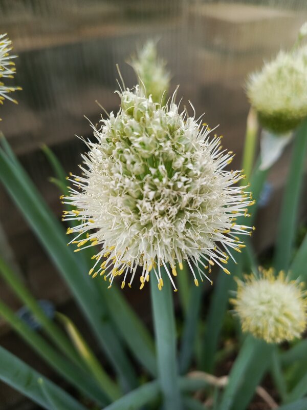 Лук - Татьяна Пальчикова