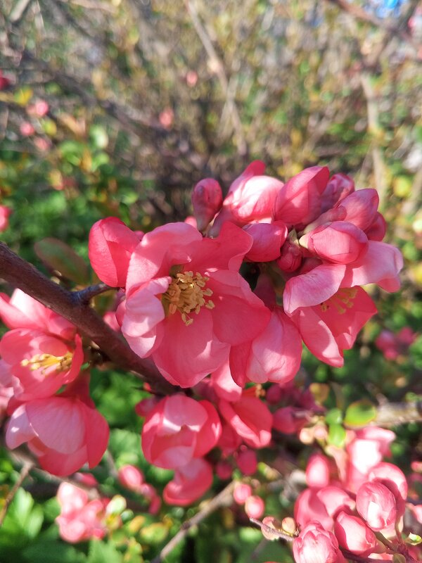 Хеномелес - Сапсан 