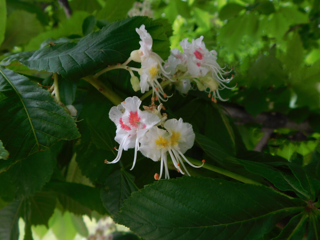 Цветение каштана конского - Наиля 