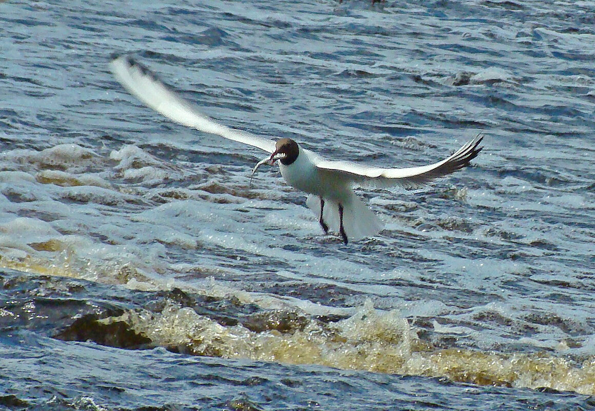 озерная чайка - gawrilа - dan