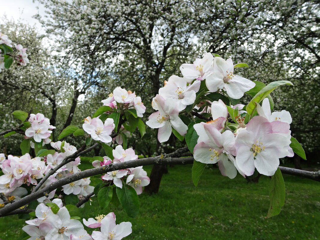 Яблоневый цвет - Лидия Бусурина Яблоневый цвет - Лидия Бусурина