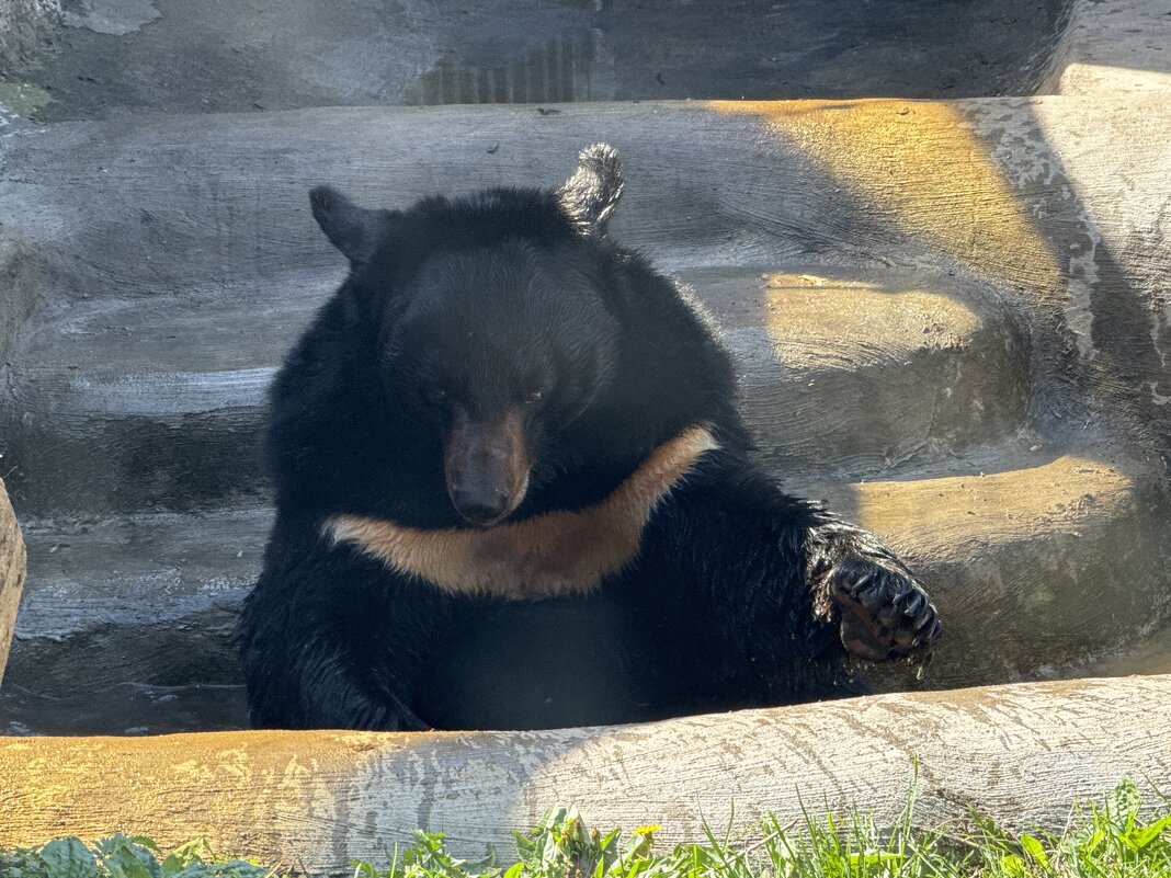 Уссурийский медведь - <<< Наташа >>>