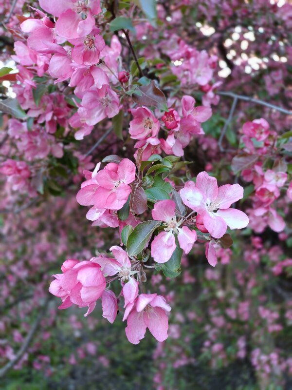 цветущий май - Галина R... цветущий май - Галина R...