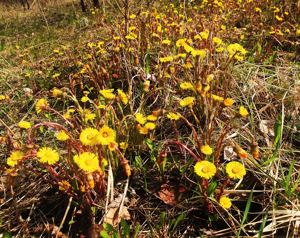 Май...Полянка с первоцветами! - Владимир 