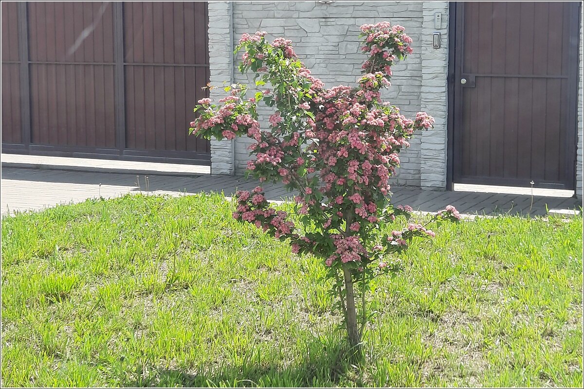 Интересное деревце - Сеня Белгородский