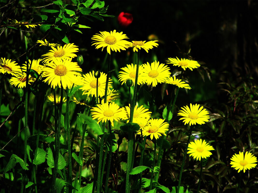 Дороникум цветёт - Людмила Смородинская