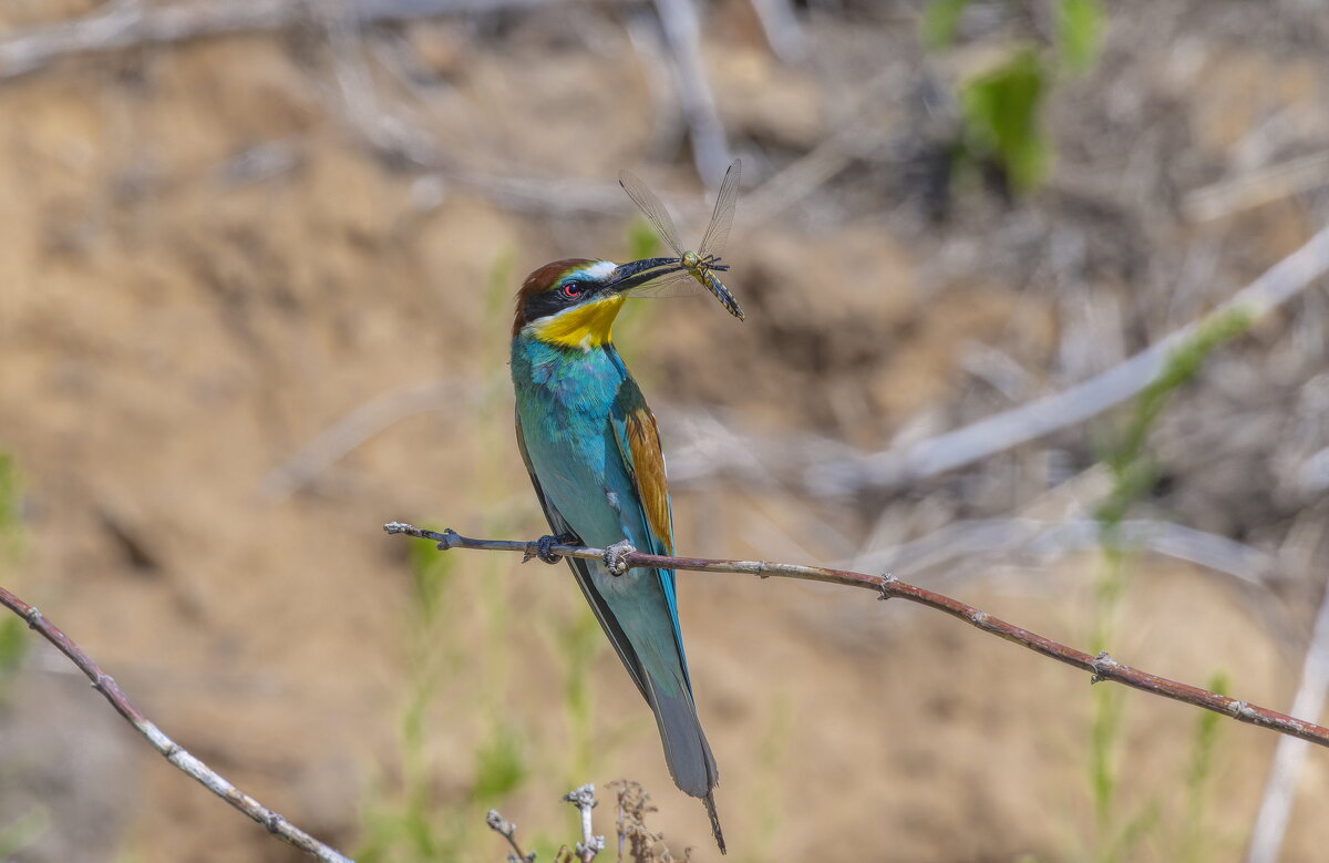 золотистые щурки - юрий макаров золотистые щурки - юрий макаров