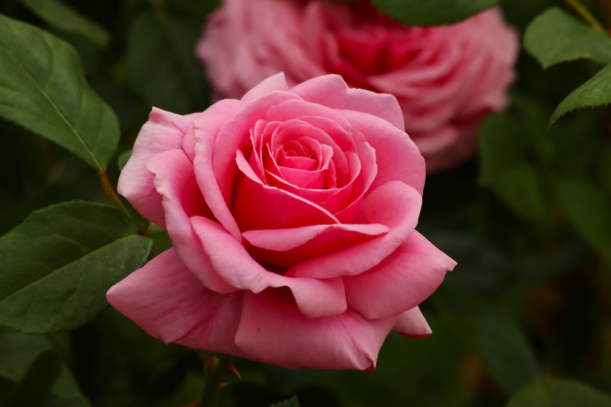 Доброе утро - Юрий. Шмаков