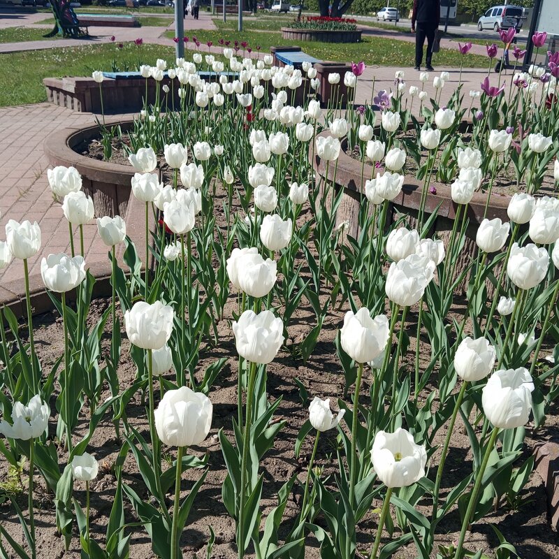 Белые тюльпаны украсили мой город - Елена Семигина Белые тюльпаны украсили мой город - Елена Семигина