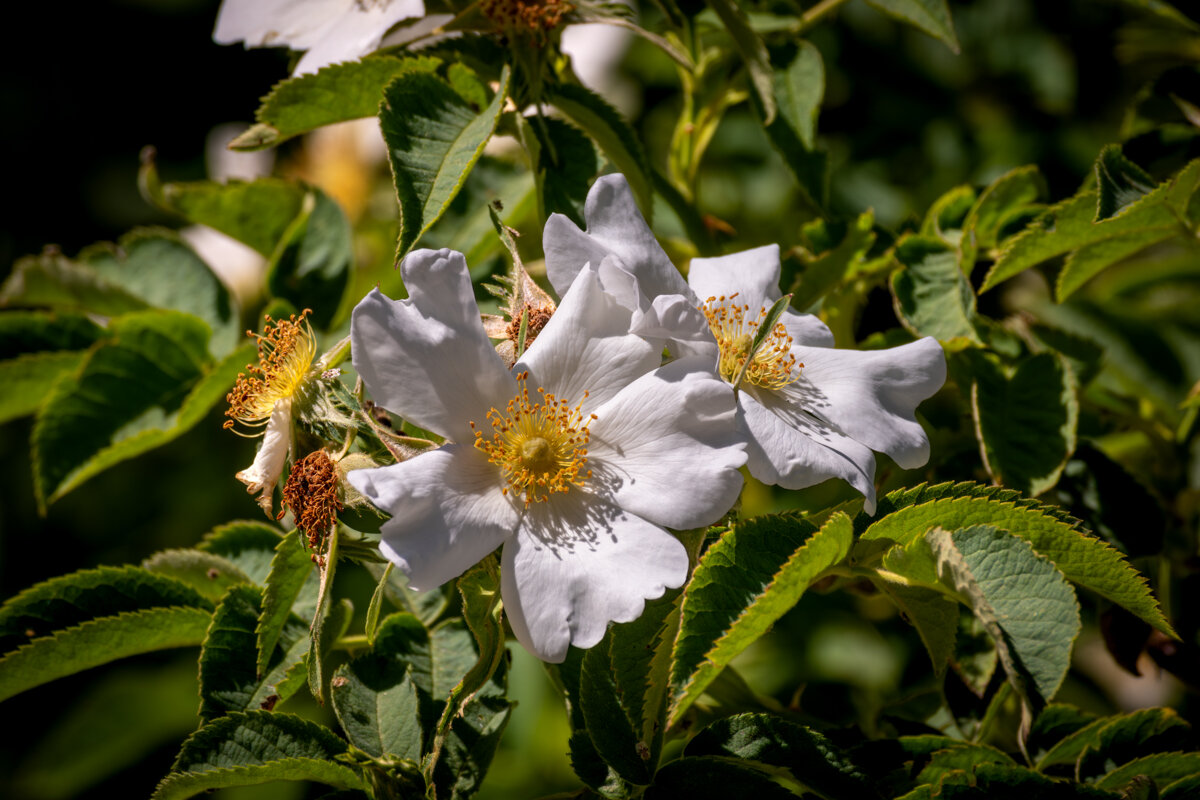 Если за розой не ухаживать то будет шиповник - Игорь Сикорский Если за розой не ухаживать то будет шиповник - Игорь Сикорский