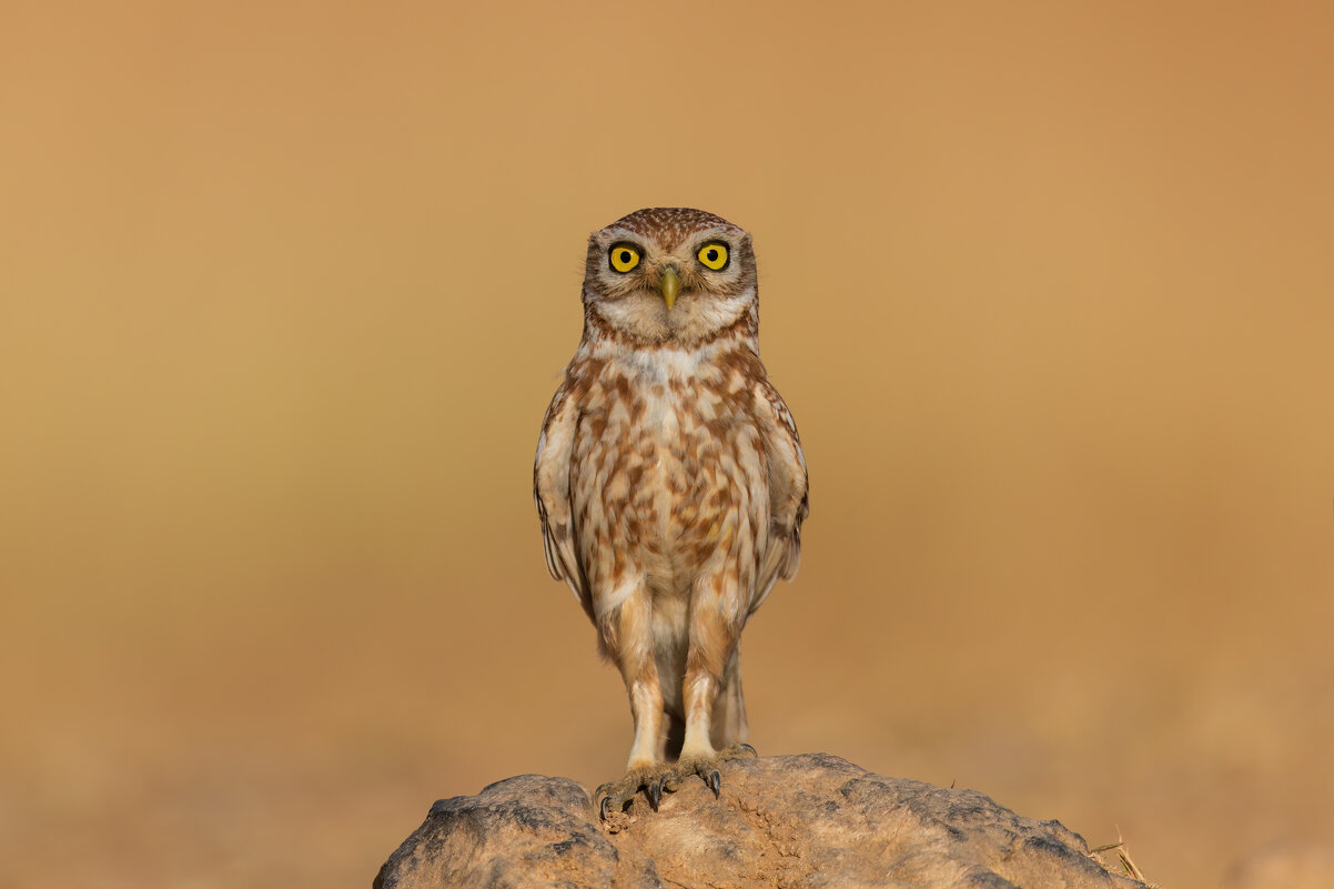 *** - Евгений Фруман