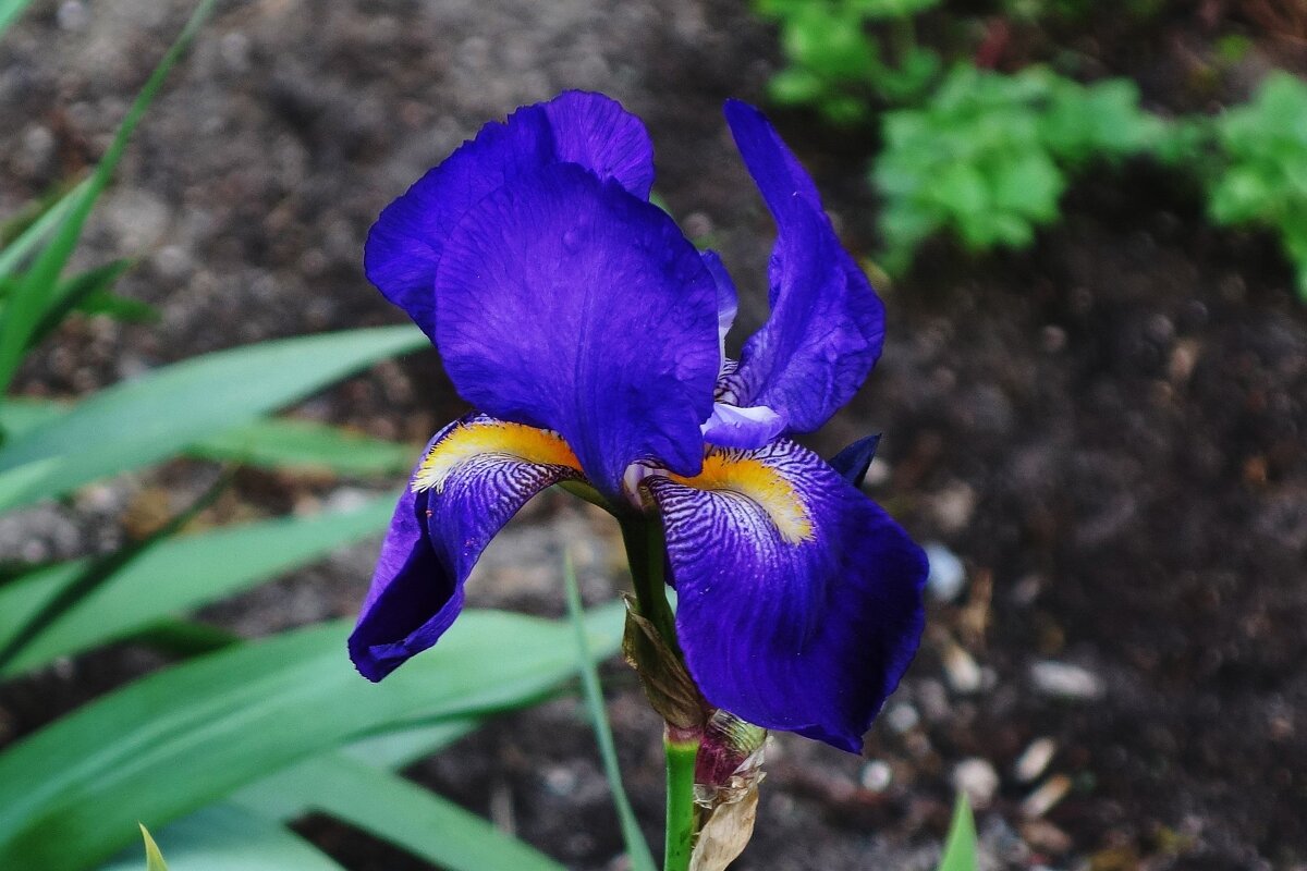 Ирис - Рита Симонова