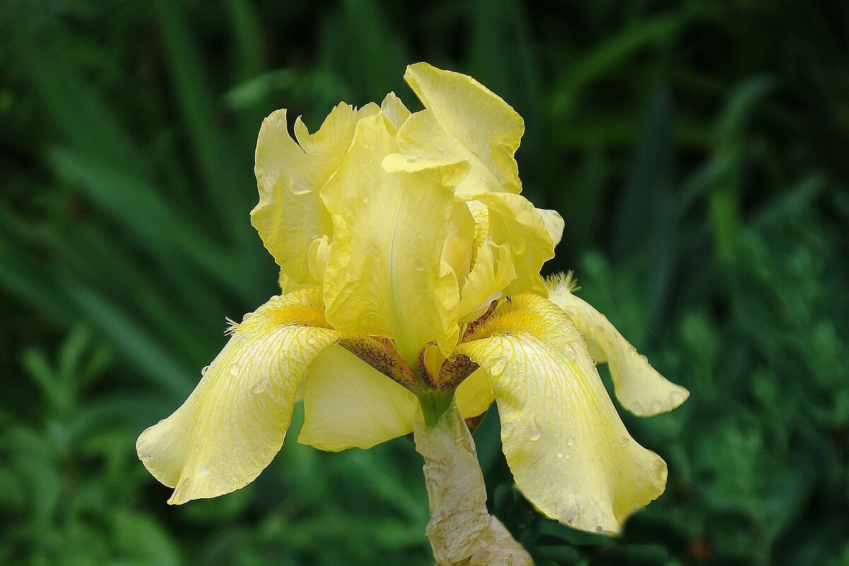 Ирис - Рита Симонова Ирис - Рита Симонова