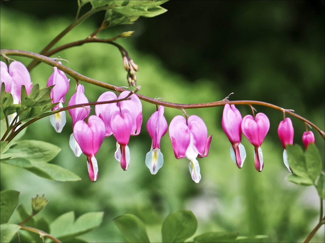 Не забевайте сердца... - Валентина * Не забевайте сердца... - Валентина *