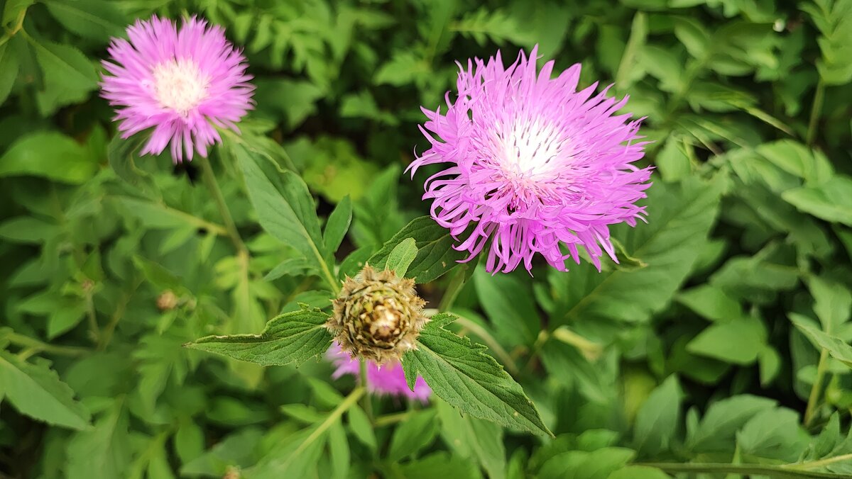 ,,, - Сергей Тимоновский