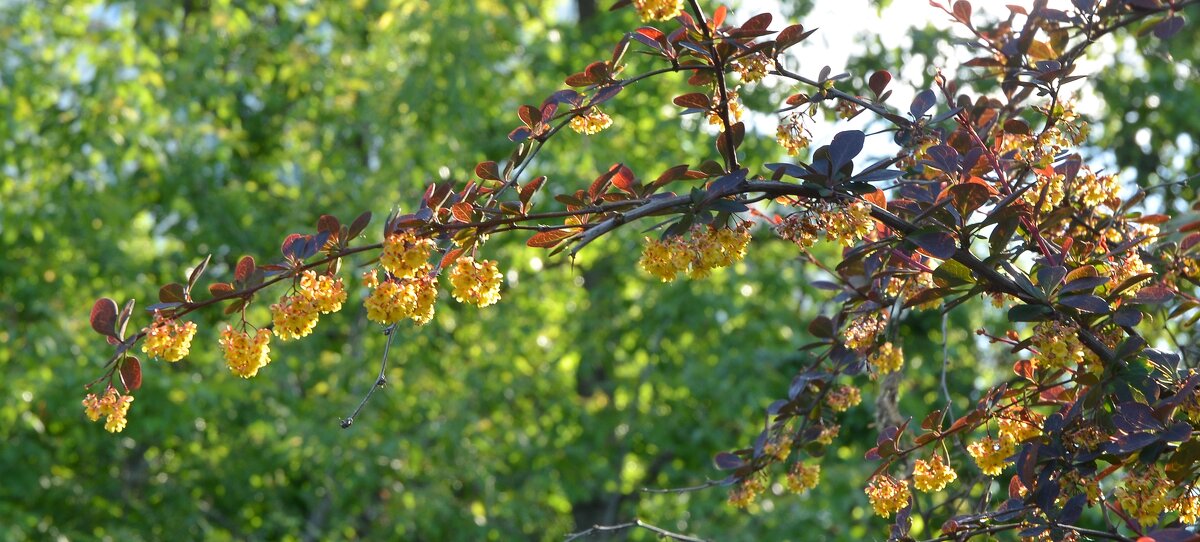 Барбарис обыкновенный - Oleg4618 Шутченко Барбарис обыкновенный - Oleg4618 Шутченко