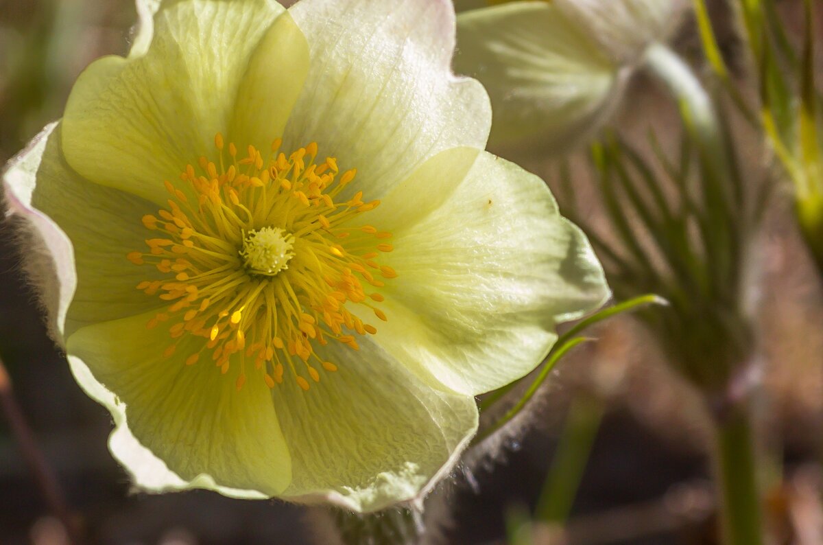 Весна. Подснежники (сон-трава). - Алексей Трухин Весна. Подснежники (сон-трава). - Алексей Трухин