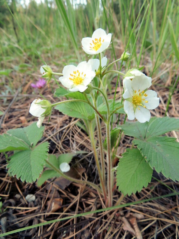 Это ещё цветочки! - Егор Бабанов Это ещё цветочки! - Егор Бабанов