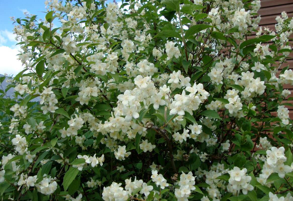 цветём и пахнем... - Галина Флора