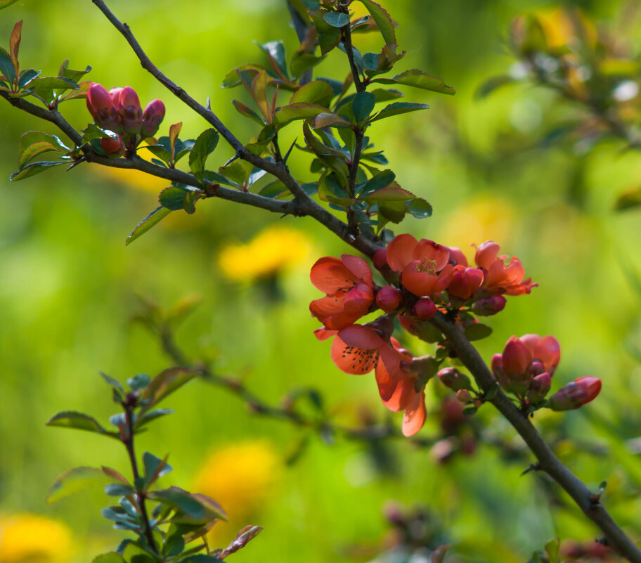 Веточка японской айвы. - Анатолий Нецепляев