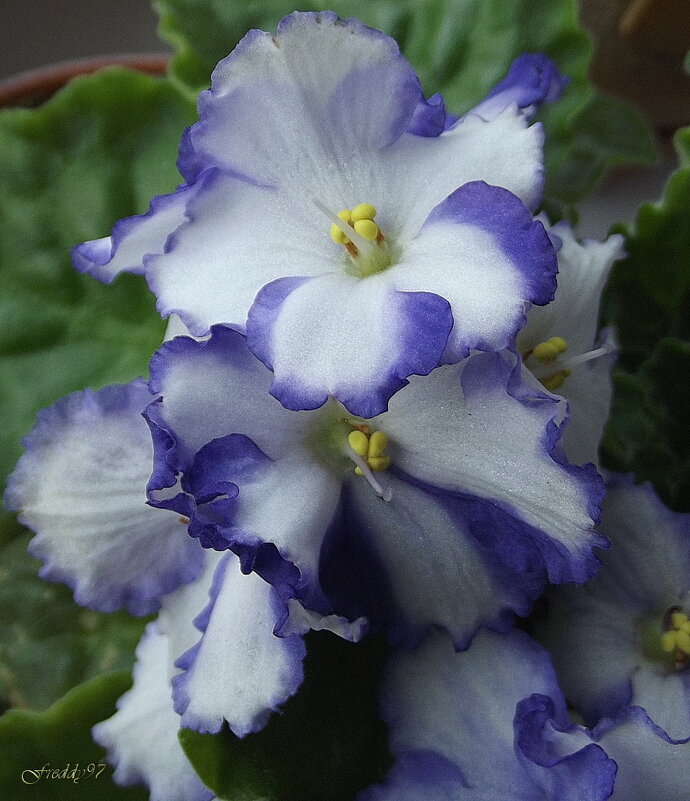 Фиалка - Freddy 97 Фиалка - Freddy 97