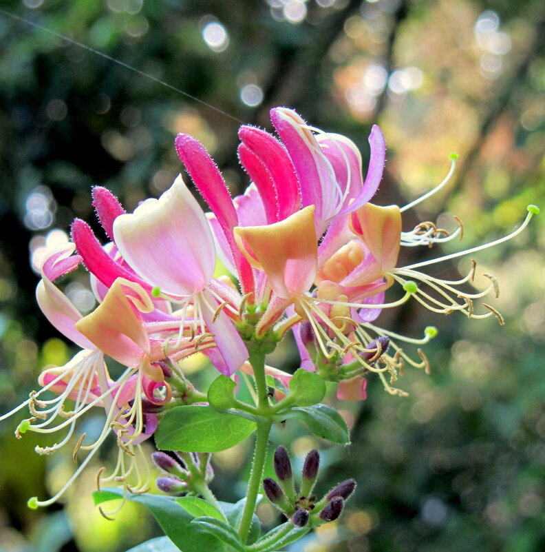 Красивое цветение - Валерий 