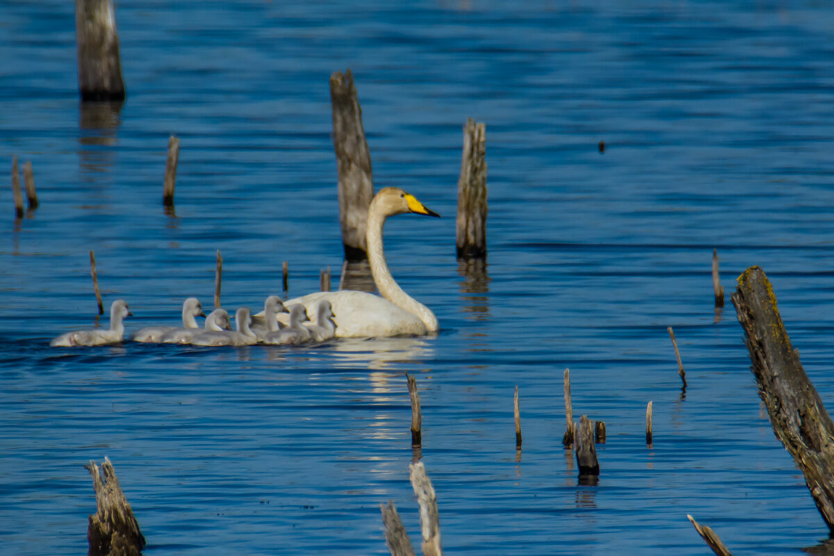 Семейство лебедей кликунов. - Sergey (Apg) Семейство лебедей кликунов. - Sergey (Apg)