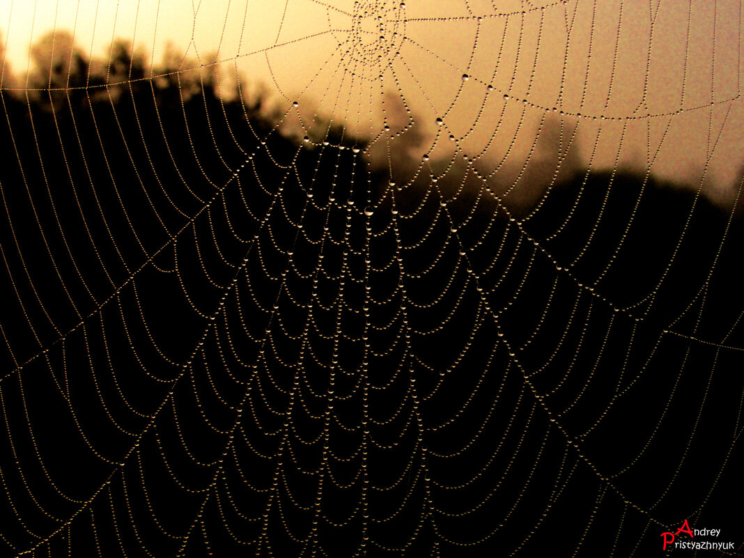 Паутинка - Андрей Пристяжнюк Паутинка - Андрей Пристяжнюк