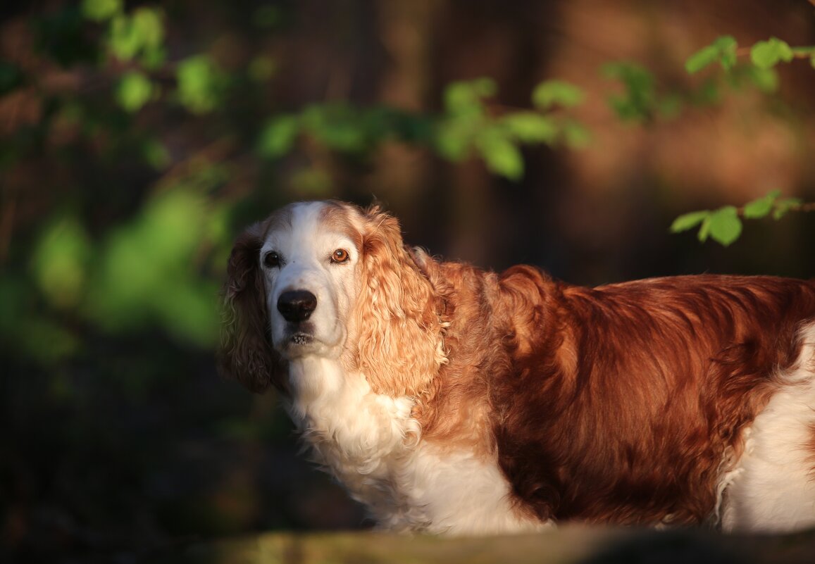 Луч на лучике - liudmila drake
