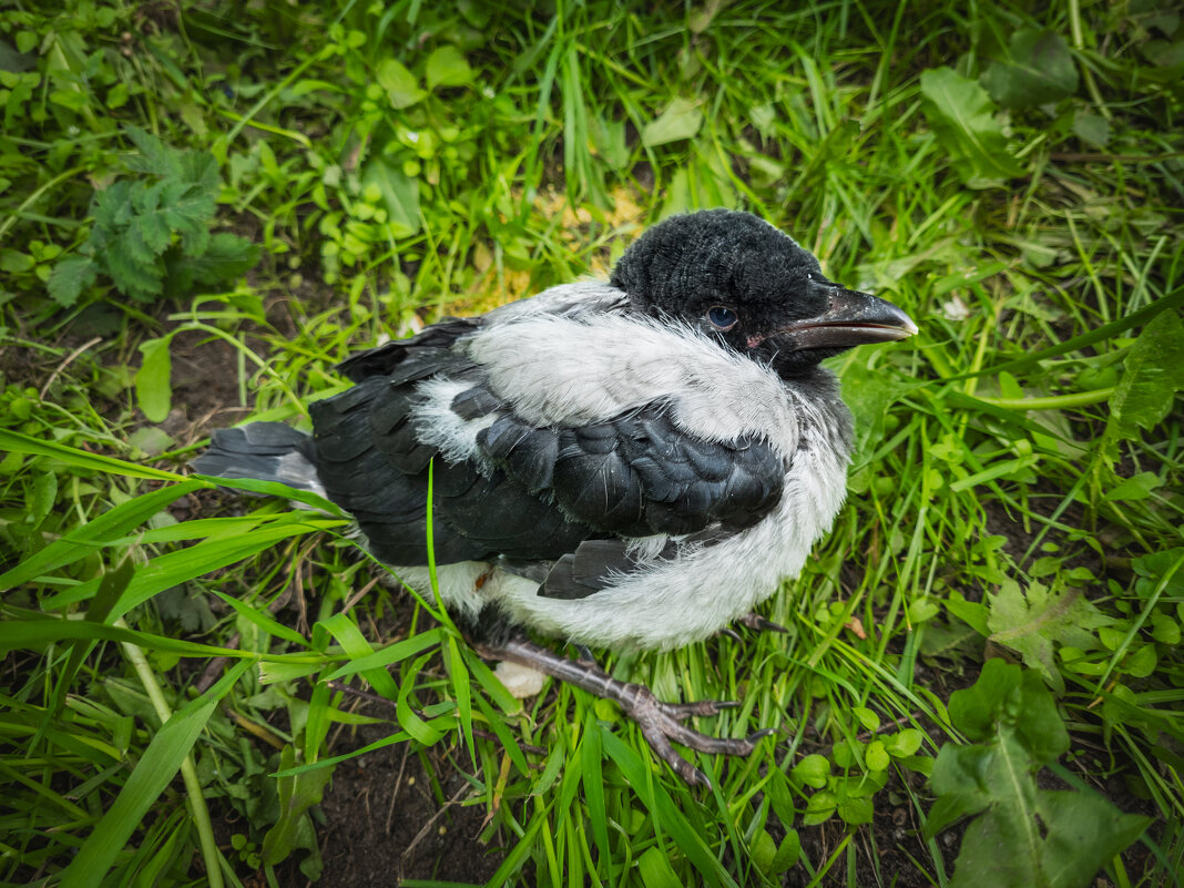 Где мои родители? - Борис Калитенко