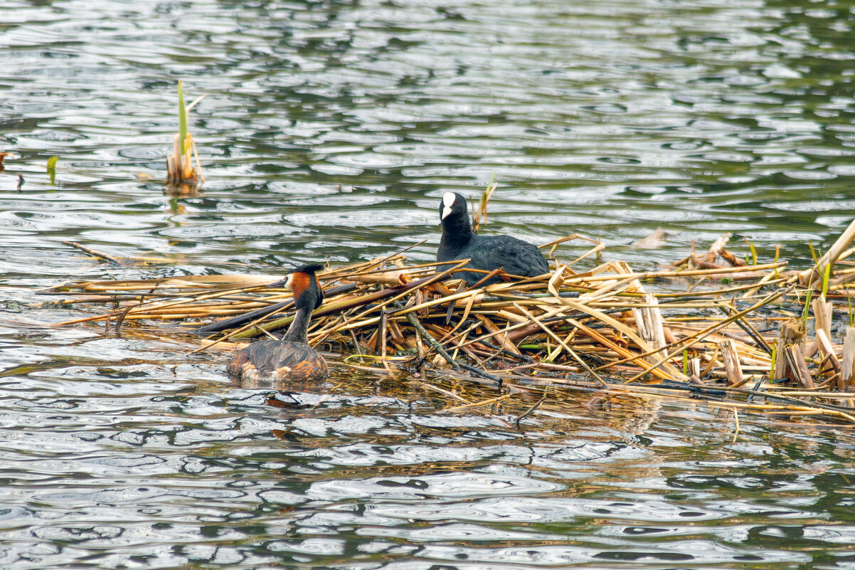 Гнездо не сдаёте? - Yuri Chudnovetz