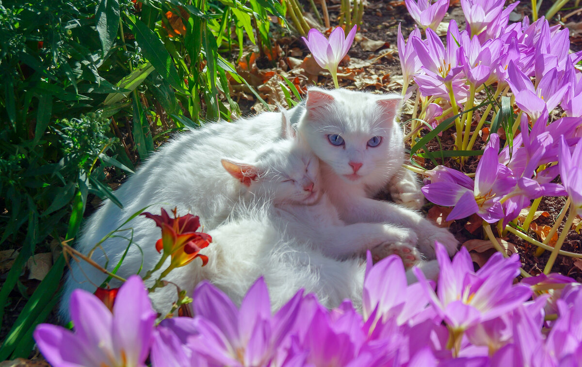 Котик-сын и кошка-мама. - Сергей Ц