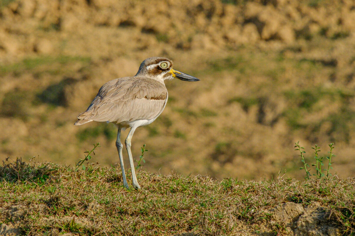 Большая рифовая авдотка - Георгий А