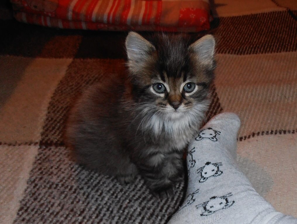 Котёнок - Наталья Котёнок - Наталья