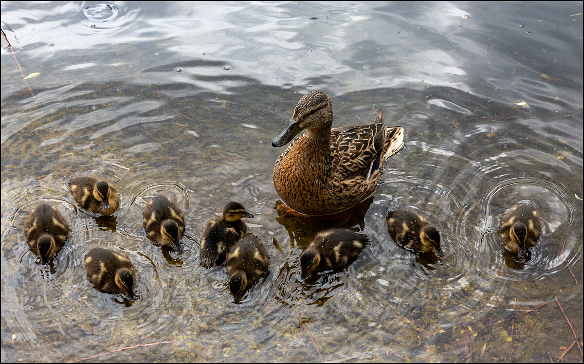 Мамка - Александр Тарноградский Мамка - Александр Тарноградский