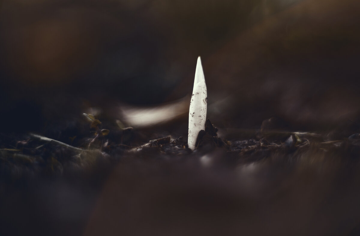 Осеннее таинство. - Анатолий Щербак